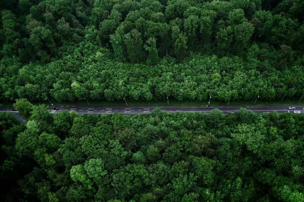overhead view of road with trees on both sides