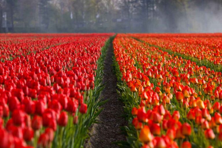 tulips farm