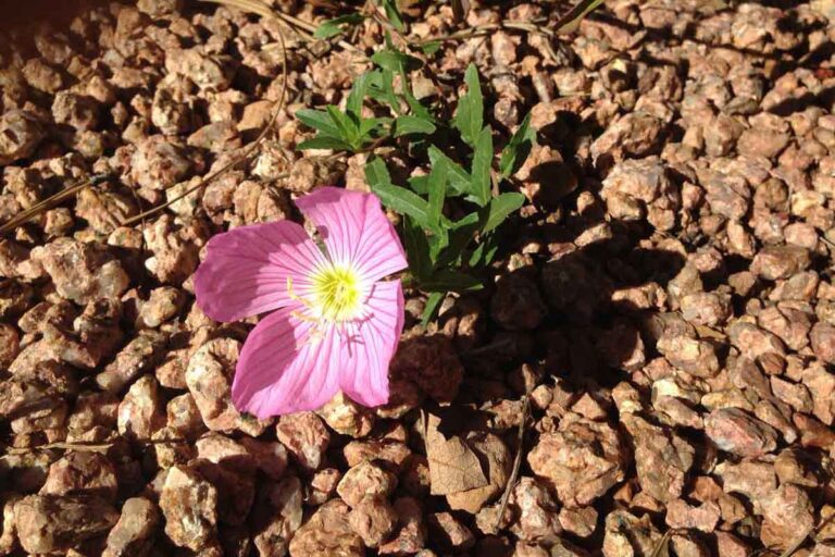 flower growing in dry soil